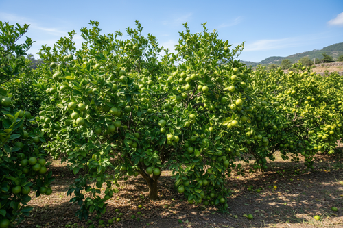 lime trees